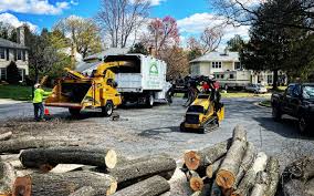 How Our Tree Care Process Works  in  Penryn, CA