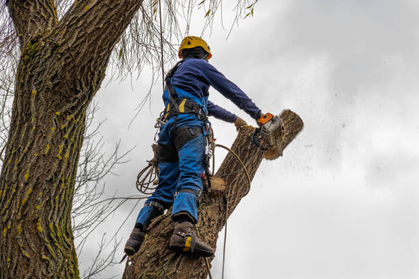 Best Root Management and Removal  in Penryn, CA